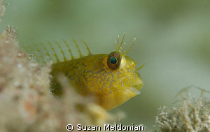 Seaweed Blenny by Suzan Meldonian 